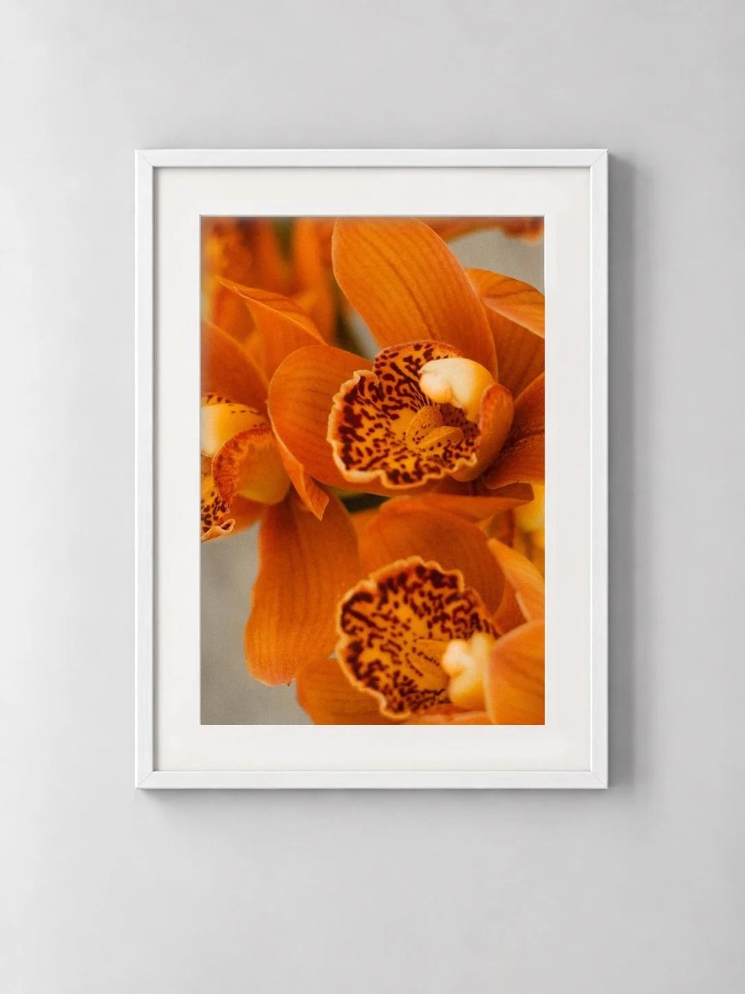 Orchid, shown framed on a wall