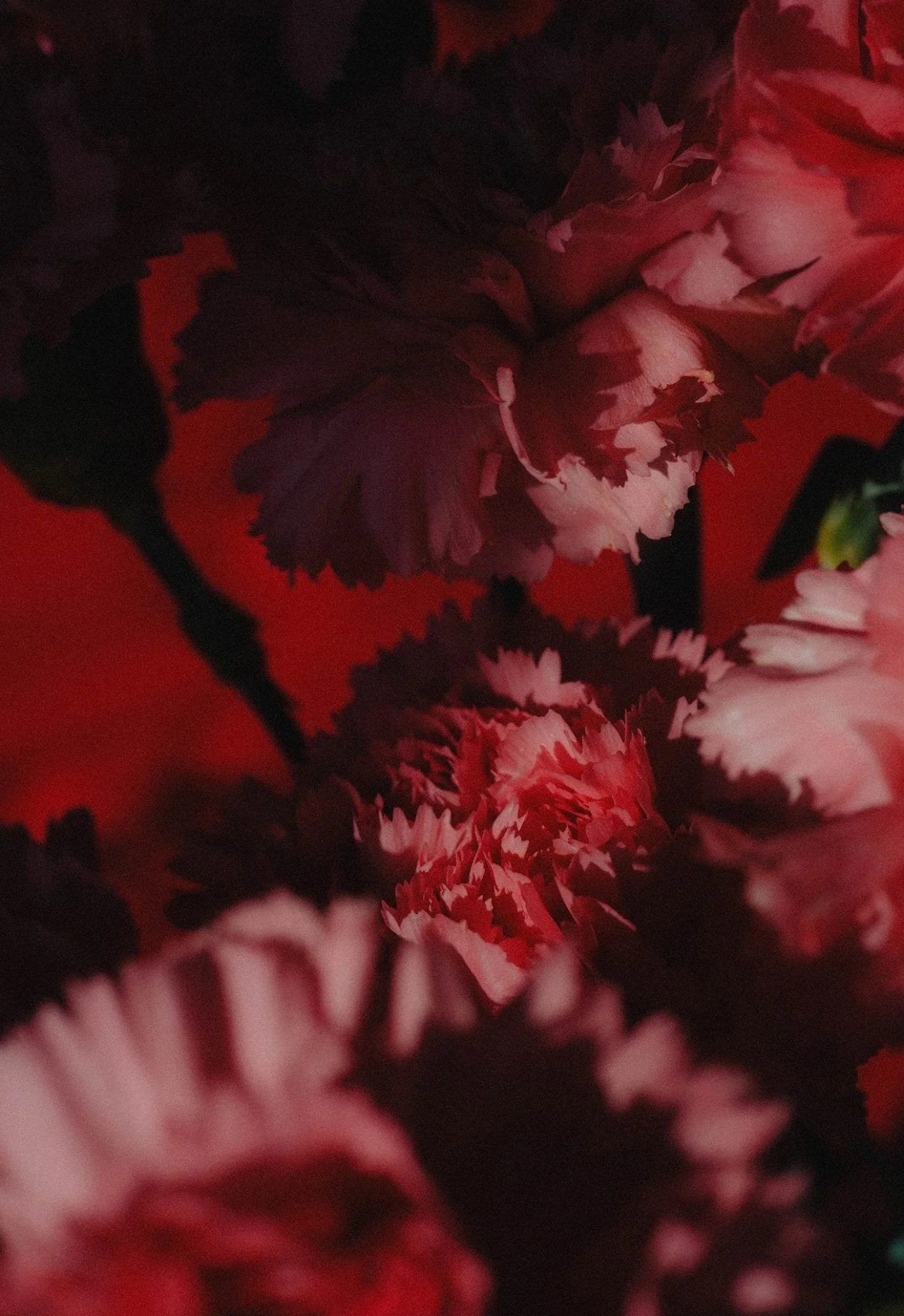 Red carnations in low light